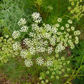 Амі зубна насіння, Ammi visnaga seeds