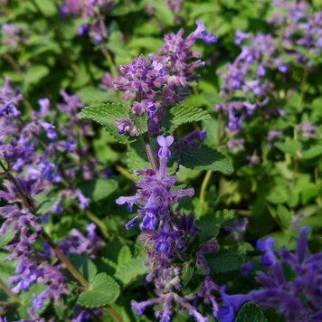 Котовник закавказький насіння, Nepeta transcaucasica seeds