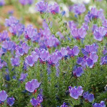 Синяк подорожниковый семена, Echium plantagineum seeds