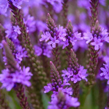 Вербена копьевидная растение, Verbena hastata