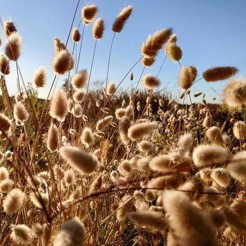 Зайцехвіст яйцеподібний насіння, Lagurus ovatus seeds