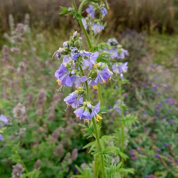 Синюха блакитна рослина, Polemonium caeruleum