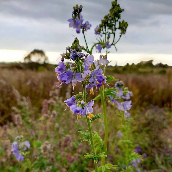 Синюха блакитна рослина, Polemonium caeruleum