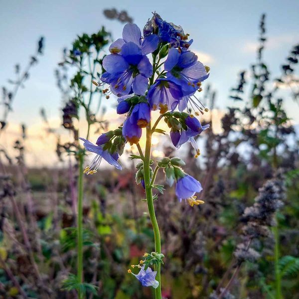 Синюха блакитна рослина, Polemonium caeruleum