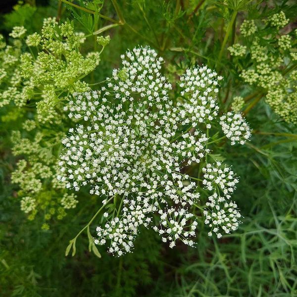 Амі зубна насіння, Ammi visnaga seeds