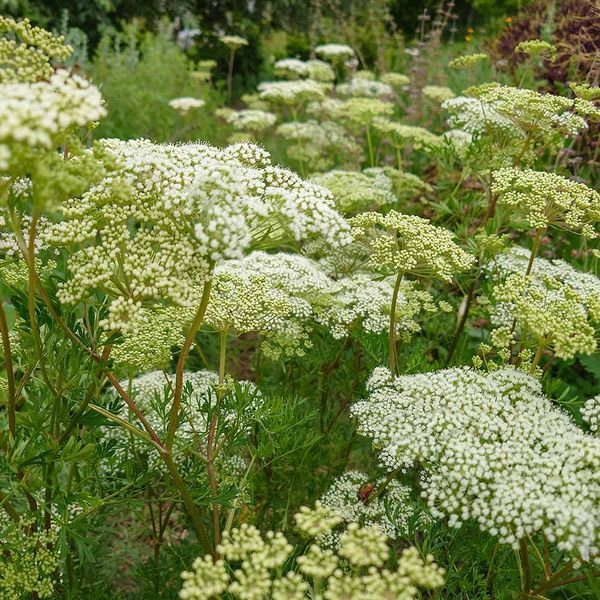 Амі зубна насіння, Ammi visnaga seeds