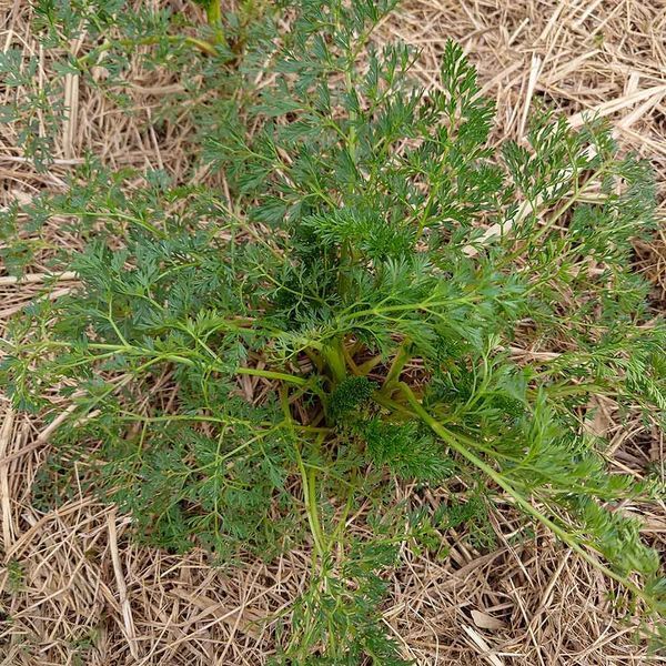 Амі зубна насіння, Ammi visnaga seeds