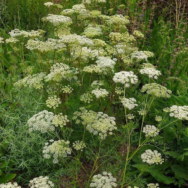 Амі зубна насіння, Ammi visnaga seeds