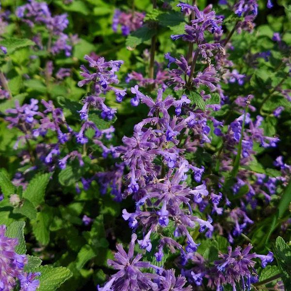 Котовник закавказький насіння, Nepeta transcaucasica seeds
