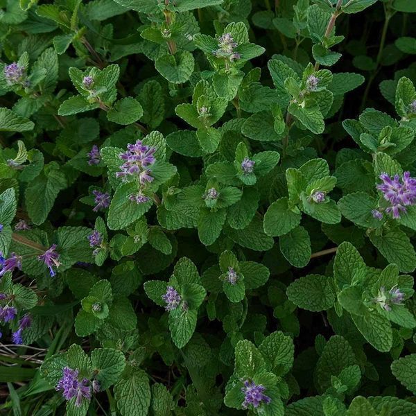 Котовник закавказький насіння, Nepeta transcaucasica seeds