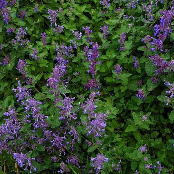 Котовник закавказький насіння, Nepeta transcaucasica seeds