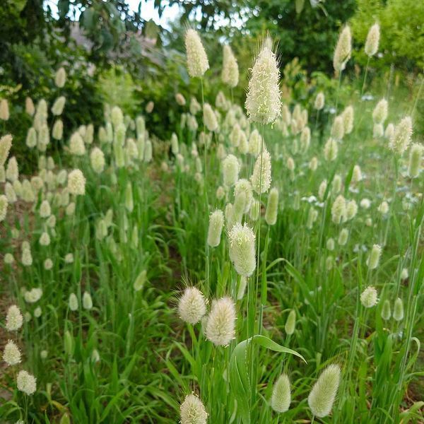 Зайцехвіст яйцеподібний насіння, Lagurus ovatus seeds