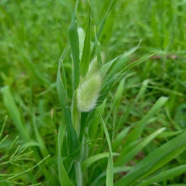 Зайцехвіст яйцеподібний насіння, Lagurus ovatus seeds