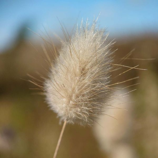 Зайцехвіст яйцеподібний насіння, Lagurus ovatus seeds