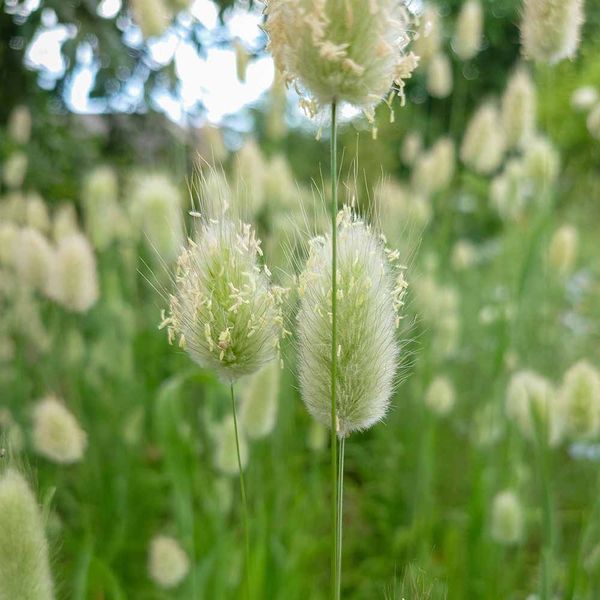 Зайцехвіст яйцеподібний насіння, Lagurus ovatus seeds