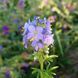 Синюха блакитна рослина, Polemonium caeruleum 1
