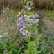 Синюха блакитна рослина, Polemonium caeruleum 4