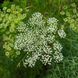 Амі зубна насіння, Ammi visnaga seeds 3