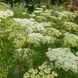 Амі зубна насіння, Ammi visnaga seeds 2