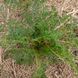 Амі зубна насіння, Ammi visnaga seeds 5