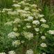 Амі зубна насіння, Ammi visnaga seeds 4
