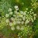Амі зубна насіння, Ammi visnaga seeds 1