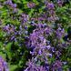Котовник закавказький насіння, Nepeta transcaucasica seeds 3