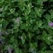 Котовник закавказький насіння, Nepeta transcaucasica seeds 4