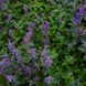 Котовник закавказький насіння, Nepeta transcaucasica seeds 2