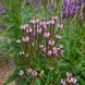 Вербена копьевидная растение, Verbena hastata 3