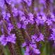 Вербена копьевидная растение, Verbena hastata 1