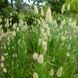 Зайцехвіст яйцеподібний насіння, Lagurus ovatus seeds 2