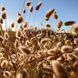 Зайцехвіст яйцеподібний насіння, Lagurus ovatus seeds 1