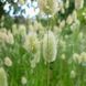 Зайцехвіст яйцеподібний насіння, Lagurus ovatus seeds 4
