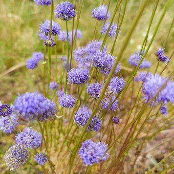 Букашник горный семена, Jasione montana seeds