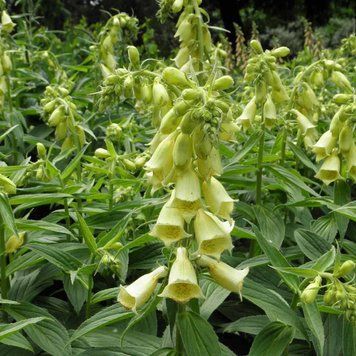 Наперстянка крупноцветковая семена, Digitalis grandiflora seeds