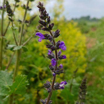 Шалфей вербеновый семена, Salvia verbenaca seeds