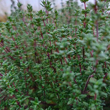 Тимьян обыкновенный 'French Summer' семена, Thymus vulgaris 'French Summer' seeds