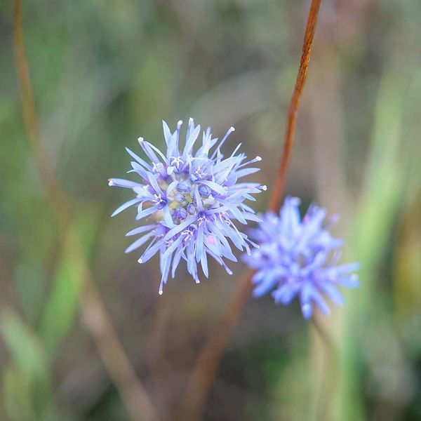 Агалик-трава гірська насіння, Jasione montana seeds