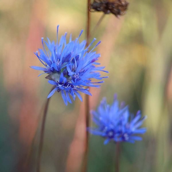 Агалик-трава гірська насіння, Jasione montana seeds