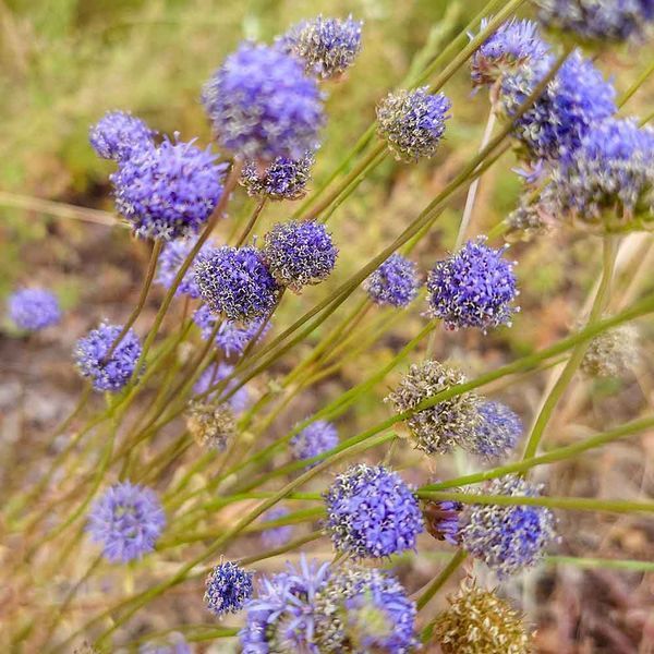 Агалик-трава гірська насіння, Jasione montana seeds