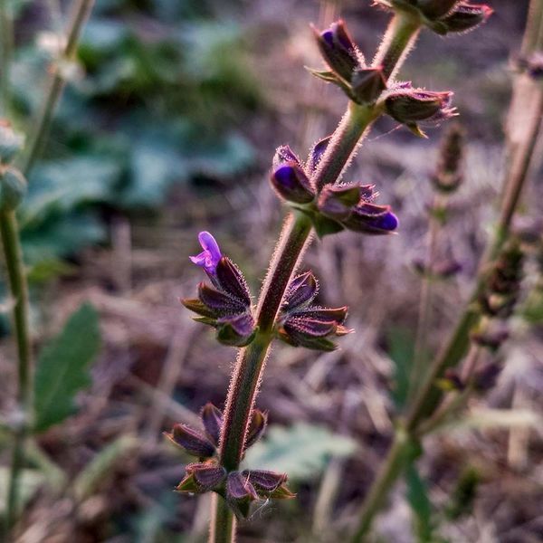 Шалфей вербеновый семена, Salvia verbenaca seeds