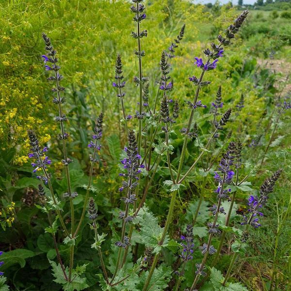 Шалфей вербеновый семена, Salvia verbenaca seeds