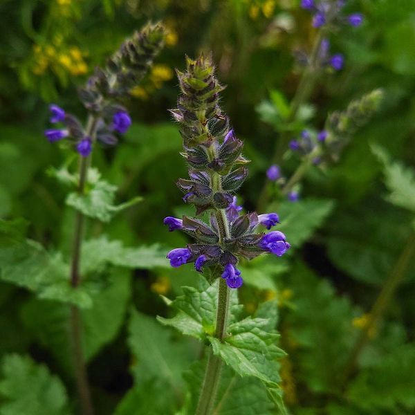 Шалфей вербеновый семена, Salvia verbenaca seeds