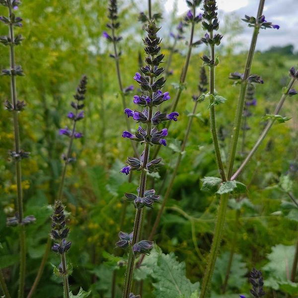 Шалфей вербеновый семена, Salvia verbenaca seeds