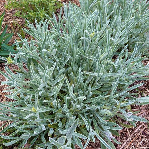Железница сирийская растение, Sideritis syriaca