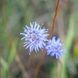 Агалик-трава гірська насіння, Jasione montana seeds 4