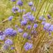 Агалик-трава гірська насіння, Jasione montana seeds 1