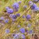 Агалик-трава гірська насіння, Jasione montana seeds 3