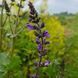 Шалфей вербеновый семена, Salvia verbenaca seeds 1